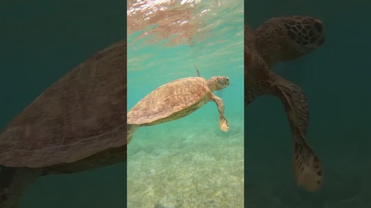 2023年 #シュノーケリングでウミガメに会えるビーチ 宮古島②