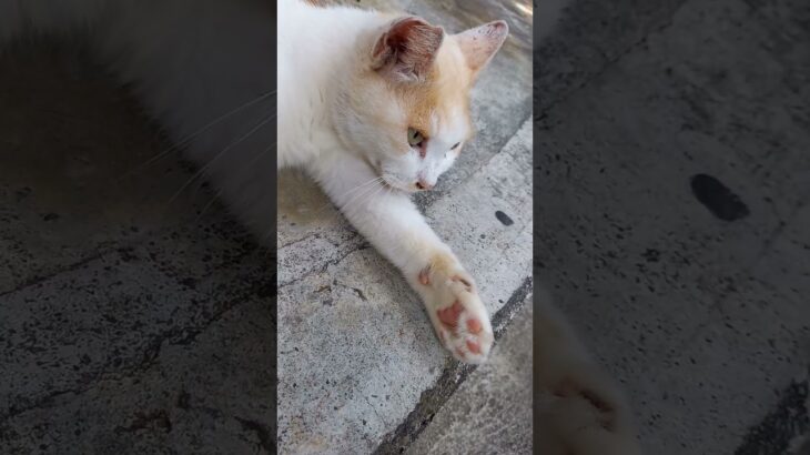 2023年 肉球かわいい🐾　宮古島