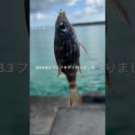 2023年 2024.8.3 フエフキダイ釣りました🎣　#釣り #宮古島