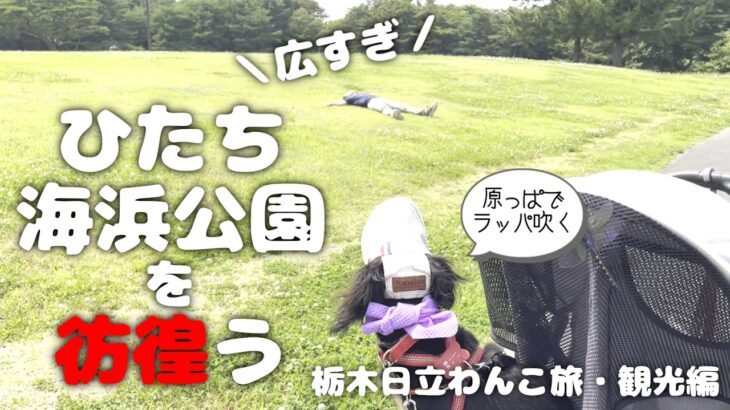 【犬連れ旅行茨城日立観光編】ひたち海浜公園が広すぎて歩き疲れました🐶🐶💦一泊二日わんこ旅3/3 旅するペットショップの売れ残りと元保護犬