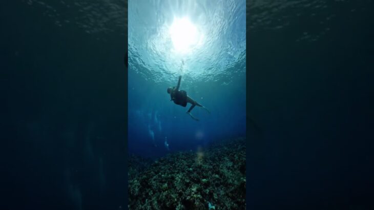 2023年 これが宮古島の海の中です💙　#宮古島#diving#divinggirl