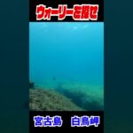 2023年 実写版ウォーリーを探せ！in宮古島②　白鳥岬　#shorts