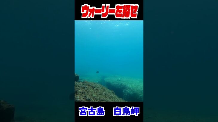 2023年 実写版ウォーリーを探せ！in宮古島②　白鳥岬　#shorts