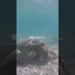 2023年 【宮古島】爆食する可愛すぎるウミガメさん🐢 #宮古島 #miyakoisland