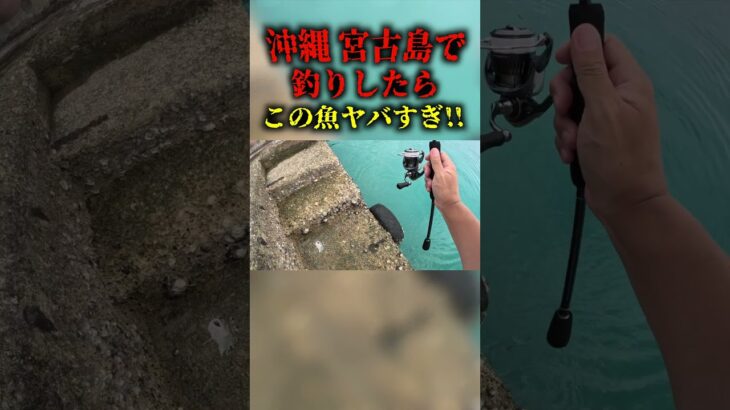 2023年 もう怖いよ…。宮古島で釣りこんな魚見た事ないよ、、、#shorts #宮古島 #沖縄 #釣り #海釣り