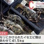 2023年 イセエビ漁解禁／宮古島の漁港でセリ