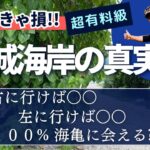 2023年 【新城海岸カメ（沖縄県宮古島）会うための解説付】初心者必見！ウミガメ ⁉️ 会えます👍 シュノーケリング海中動画有り 🐢あらぐす海岸/駐車場は？シャワーは？クマノミ&海亀全の謎が明かされます😊🏝️