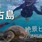 2023年 沖縄県宮古島の美しい海中世界：ブルーの空間を飛ぶ（前編）