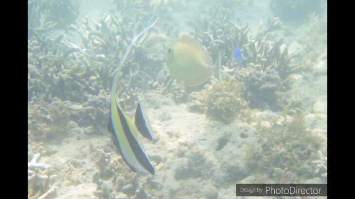 2023年 「旧盆」明けに、宮古島の西方、久米島の西方、を、かなりのスピードで、通り抜けた「台風」、そのせいで、「立待」の日の海は、こんなに明るい。