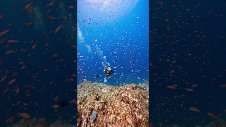 2023年 宮古島の美しい海をご覧あれ🐠#宮古島 #ダイビング #ダイビング女子