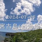 2023年 宮古島(白鳥崎) 大量のドリーと出会えるポイント！