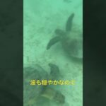 2023年 宮古島の海でうみがめと一緒に泳ぐ‼️ #宮古島 #うみがめ