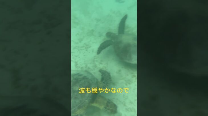 2023年 宮古島の海でうみがめと一緒に泳ぐ‼️ #宮古島 #うみがめ