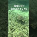 2023年 宮古島で一緒にウミガメと泳ぎませんか？#宮古島#ウミガメ#新城海岸