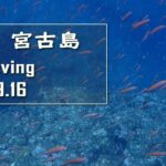 2023年 【ダイビング】宮古島　デンターロック他【2024/09/15 】