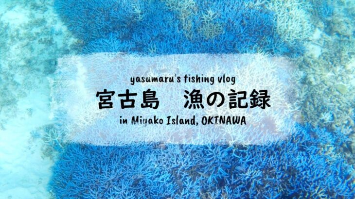 2023年 【沖縄・宮古島の海2024】漁の記録9月 タコいっぱい fishing VLOG