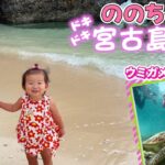 2023年 【宮古島】今夏最後の思い出づくり🌺ウミガメと泳ぐシュノーケリング体験🤿ののちゃんひーちゃん大興奮の5泊6日の旅🏝️