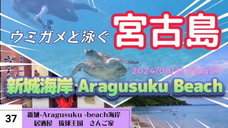 2023年 ウミガメと新城-Aragusuku beach-海岸でシュノーケリング・夕食は琉球王国 さんご家【宮古島】 Vlog-37 2024/08/21【沖縄】