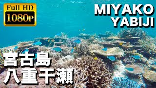 2023年 沖縄県宮古島  八重干瀬でシュノーケル　綺麗な魚とサンゴに出会う｜Snorkeling in Miyako Island