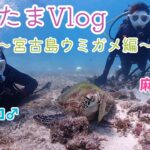 2023年 【麻雀プロカップルの夏休み⑦】ちいたまVlog〜宮古島ウミガメ編