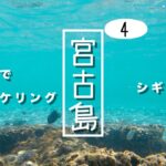 2023年 宮古島旅行４「昼は吉野海岸でシュノーケリングして、夜は焼肉でお腹いっぱい」