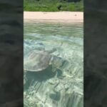 2023年 宮古島のウミガメと泳いでます🐢