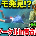 2023年 【ニモがいた!?】~宮古島は、魚がカラフルすぎて無料で見れる水族館!?~