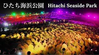 【茨城】国営ひたち海浜公園 コキア ライトアップ2024 Ibaraki Hitachi Seaside Park Kochia Light Up