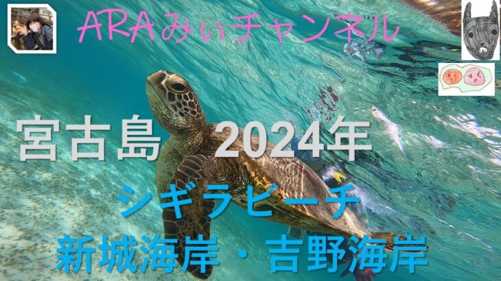 2023年 宮古島　シギラビーチ（くまのみ）・新城海岸（うみがめさんと）・吉野海岸（お魚いっぱい）　2024年4月10月の　海でした