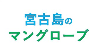 2023年 宮古島 　の　マングローブ　那覇/宮古島旅　2024/5/19～28