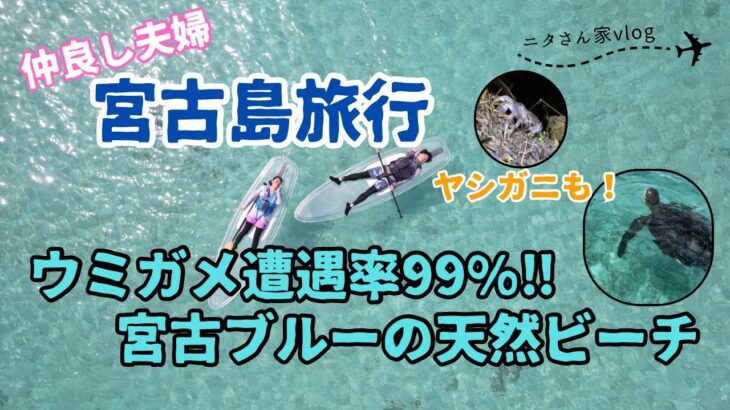 2023年 【宮古島#2】ウミガメにクリアSUPで会いに行く！夜はヤシガニ探しへ！ホテルブリーズベイマリーナ2泊目のvlog。新城海岸、宮古冷麺、17END、下地島空港、佐和田の浜、居酒屋あらだてぃ