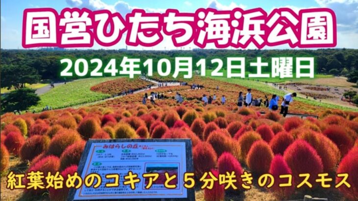 【茨城ツアー】ひたち海浜公園のコキアは5分咲きです☆2024年秋 10月12日