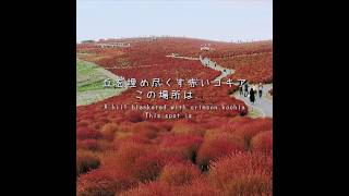 【茨城観光】秋色コキアに埋め尽くされた丘 / A hill blanketed with autumn-colored kochia in Japan#shorts