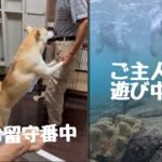 2023年 【番外編】愛犬を預けて…宮古島の旅Day2