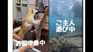 2023年 【番外編】愛犬を預けて…宮古島の旅Day2