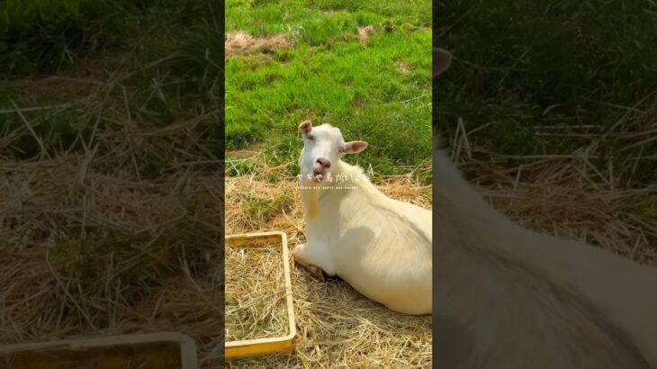 【茨城・観光】芝滑りができてゴーカートに乗れて動物と触れ合えるテーマパークへ行ってきた！！#PR