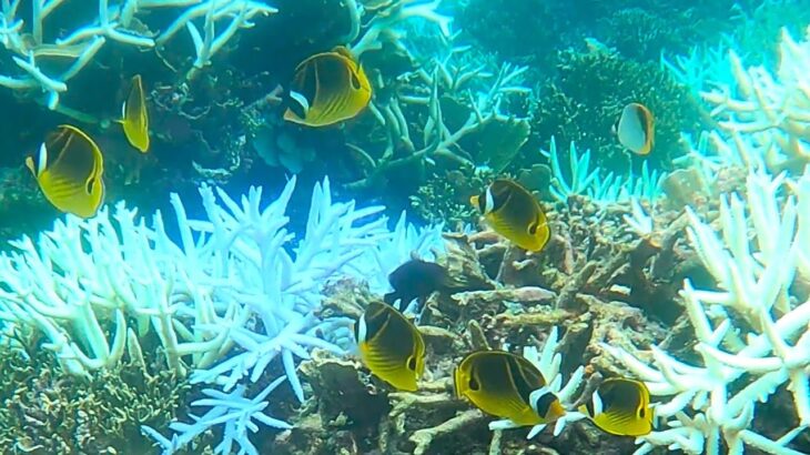 2023年 「チョウハン」「Raccoon butterflyfish」【4k 水中 UNDERWATER】【宮古島　海　サンゴ　魚　シュノーケリング　水族館　観光　移住】