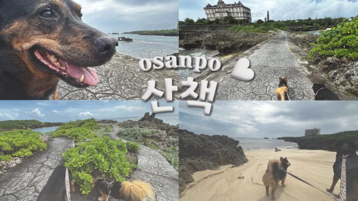 2023年 【宮古島】산책 🐶 osanpo / うえのドイツ文化村