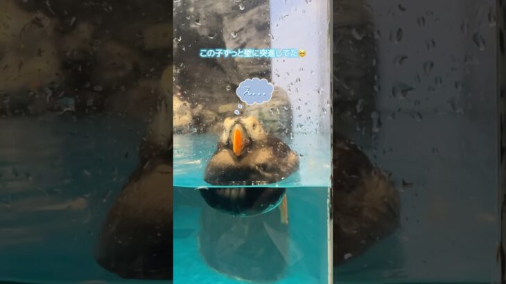 エトピリカが可愛すぎる😖#エトピリカ #水族館 #アクアワールド #大洗水族館 #茨城観光 #大学生の日常 #ユーチュー部 #pr #youtubeshorts