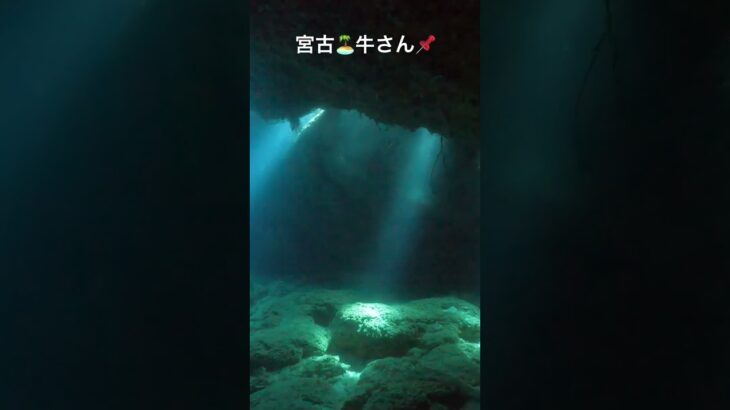 2023年 宮古島　南岸🏝️牛さん📌 #ダイビング #沖縄旅行 #scubadiving