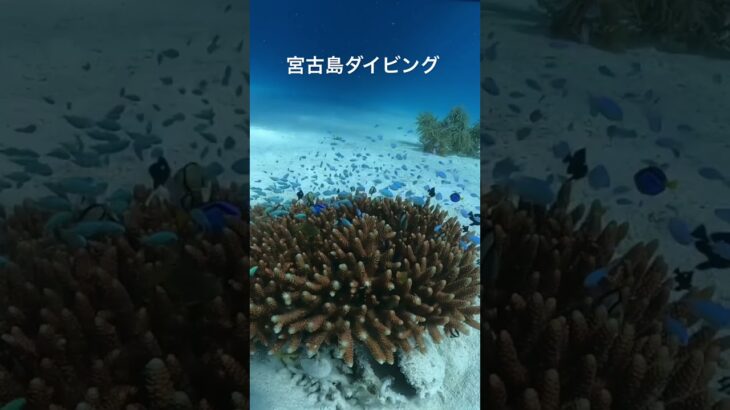 2023年 【宮古島ダイビング】ヤビジ🏝️ #travel #ダイビング #scubadiving #diving #沖縄旅行