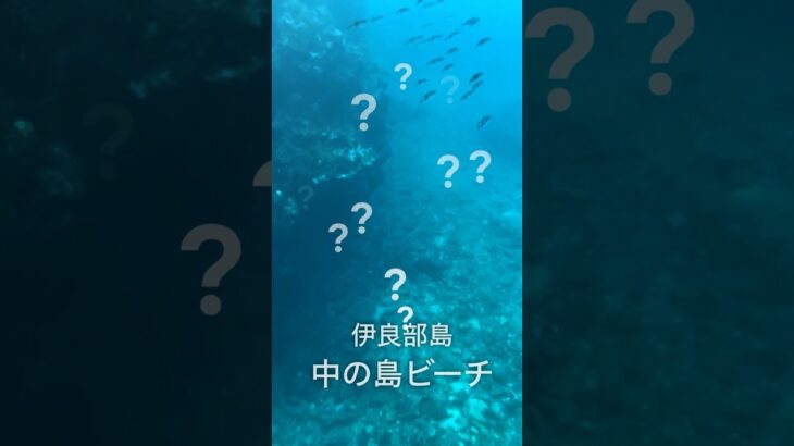 2023年 【宮古島】あの海にいる生き物　雑学 #沖縄旅行