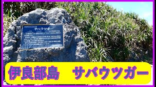 2023年 伊良部島　サバウツガー　サバ沖　宮古島