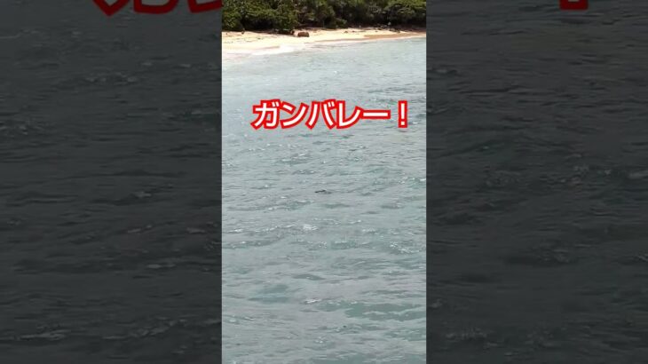 2023年 ゴミかと思ったら海ガメだった！@宮古島