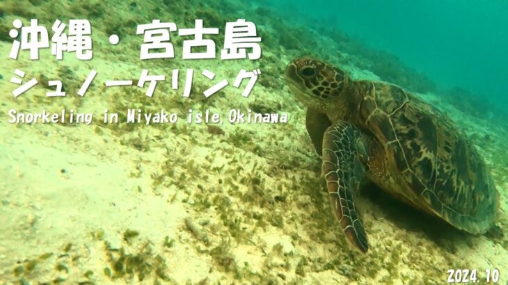 2023年 【宮古島】ウミガメとシュノーケリング@新城海岸