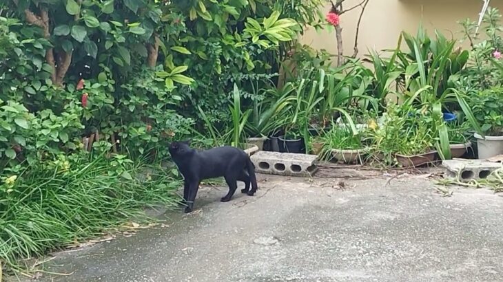 2023年 宮古島の野生猫