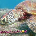 2023年 ウミガメさんに癒される動画　#ウミガメ #シュノーケリング #宮古島 #沖縄