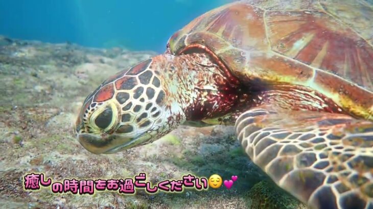 2023年 ウミガメさんに癒される動画　#ウミガメ #シュノーケリング #宮古島 #沖縄