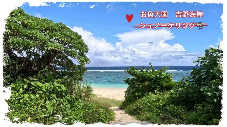 2023年 宮古島　３回目にして初めての吉野海岸シュノーケリング🤿　こんなにお魚天国ならもっと早く来ればよかった😅