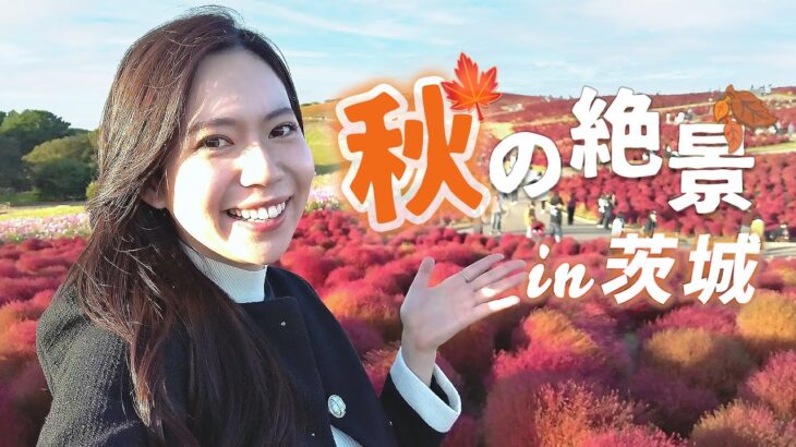 【茨城vlog】超人気「国営ひたち海浜公園」で〇〇〇が今年もちょうど見頃！(2024.10.25)秋を全身で感じる！